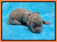 Millie Newborn puppies 81