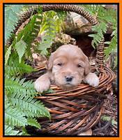 Millie Rebel pups 3 weeks old 311