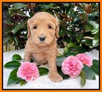 Millie Rebel pups 5 weeks old 381