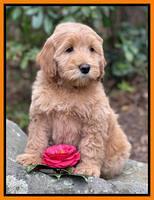 Millie Rebel pups 8 wks old 12 300