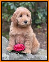 Millie Rebel pups 8 wks old 8 300