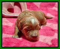 Millie Rebel pups 2 weeks old 261