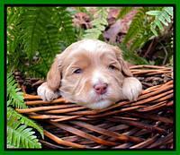 Millie Rebel pups 3 weeks old 361