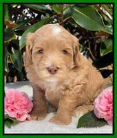 Millie Rebel pups 5 weeks old 301