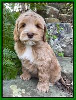 Millie Rebels pups 8 weeks old 51