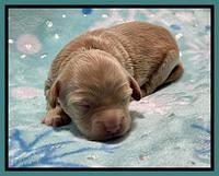 Millie Rebel pups 1 wk old 211