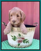 Millie Rebel pups 6 weeks old 451