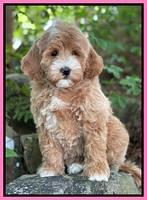 Misha Rebel pups 8 wks old 71