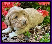 Misha Rebel 3 wks old 121