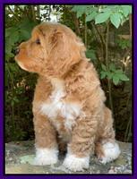 Misha Rebel pups 8 wks old 2100