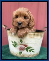 Misha Rebel pups 6 wks old 111