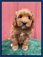 Misha Rebel pups 6 wks old 121
