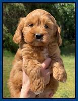 Misha Rebel pups 7 wks old 91