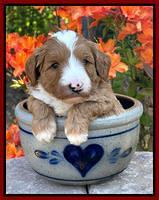 Misha Rebel pups 4 wks old 141