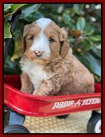 Misha Rebel pups 5 weeks old 151