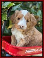 Misha Rebel pups 5 weeks old 161