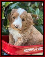 Misha Rebel pups 5 weeks old 171