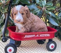 Misha Rebel pups 5 weeks old 181