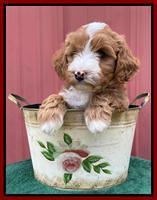 Misha Rebel pups 6 wks old 141