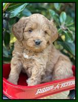 Misha Rebel pups 5 weeks old 231