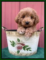 Misha Rebel pups 6 wks old 181