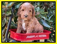 Misha Rebel pups 5 weeks old 261