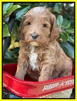 Misha Rebel pups 5 weeks old 271