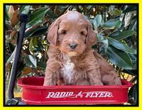 Misha Rebel pups 5 weeks old 301