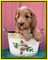 Misha Rebel pups 6 wks old 221