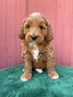 Misha Rebel pups 6 wks old 251