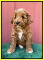 Misha Rebel pups 6 wks old 261