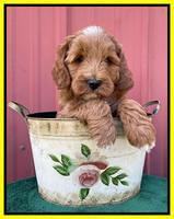 Misha Rebel pups 6 wks old 271