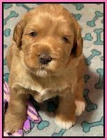 Misha Boots 3 week old pups 201