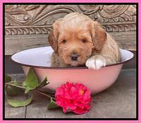 Misha Boots 4 week old pups 21