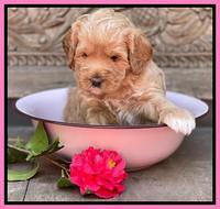 Misha Boots 4 week old pups 41