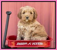 Misha Boots 5 week old pups 51