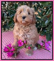 Misha Boots 7 week old pups 51