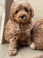 Misha Boots 7 week old pups 71