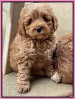 Misha Boots 7 week old pups 81