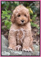 Misha Boots 8 week old pups 41