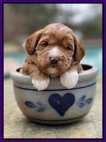 Misha Boots 3 week old pups 81