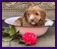 Misha Boots 4 week old pups 121
