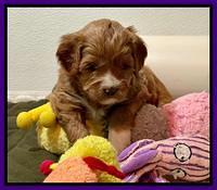 Misha Boots 4 week old pups 131