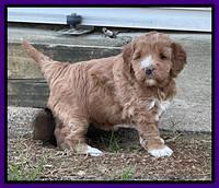 Misha Boots 4.5 week old pups 101