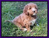 Misha Boots 5.5-6.5 week old pups 91