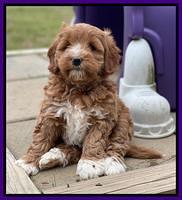 Misha Boots 7 week old pups 131