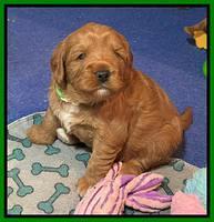 Misha Boots 3 week old pups 161