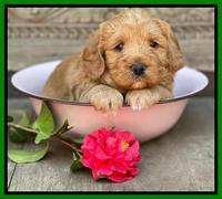 Misha Boots 4 week old pups 151