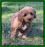 Misha Boots 5.5-6.5 week old pups 181