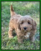 Misha Boots 5.5-6.5 week old pups 201